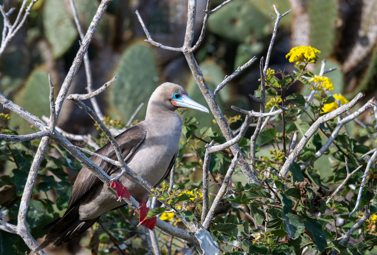 Red-footed Booby (Eastern Pacific) - ML638732965