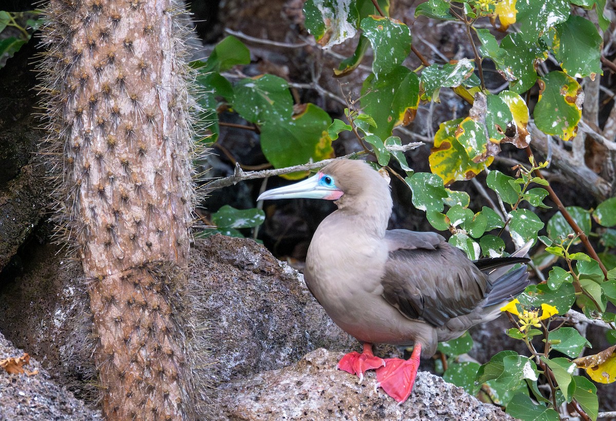 Red-footed Booby (Eastern Pacific) - ML638732967