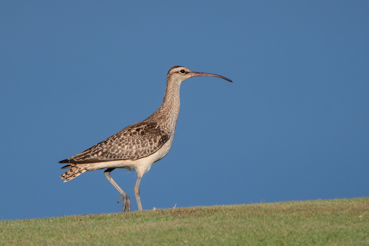 Kurlinta polinesiarra - ML638732975