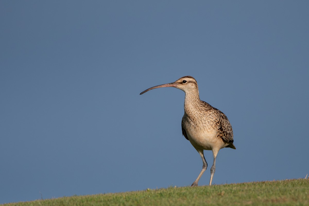 Kurlinta polinesiarra - ML638732976