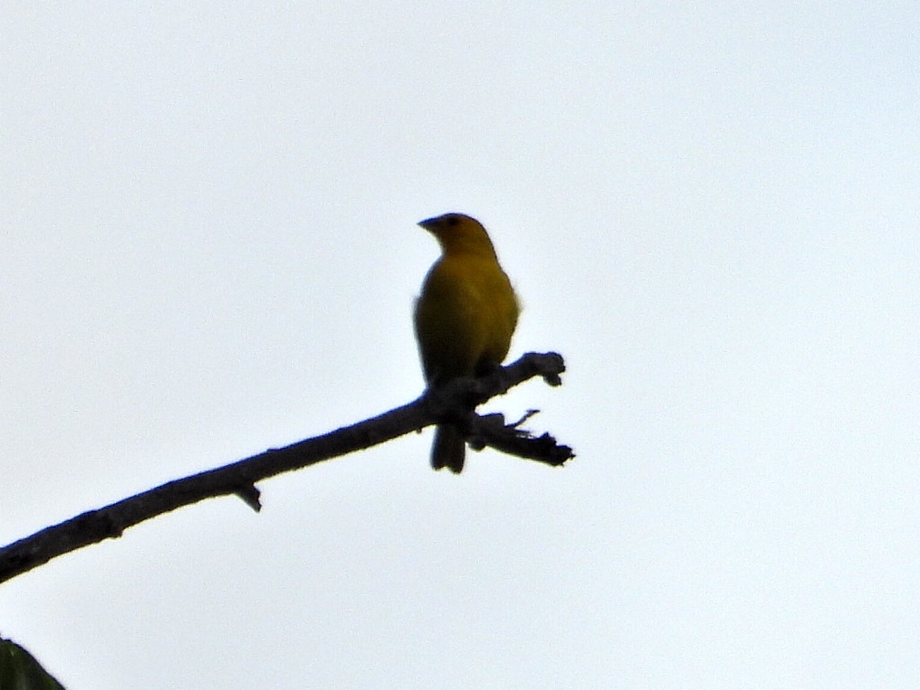 Saffron Finch - ML638732981