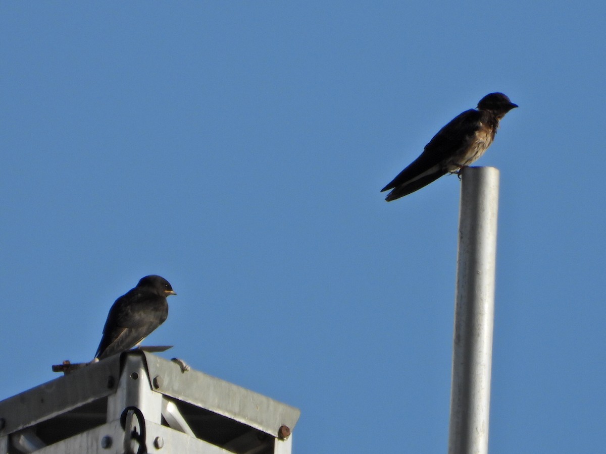 Gray-breasted Martin - ML638732986