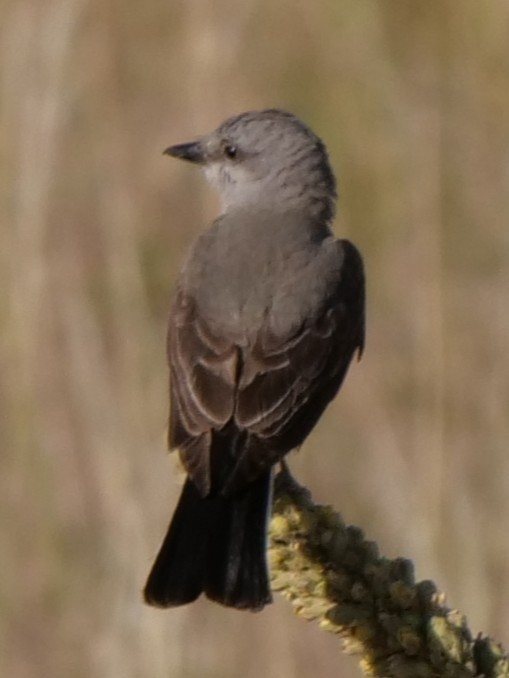 Western Kingbird - ML638732989