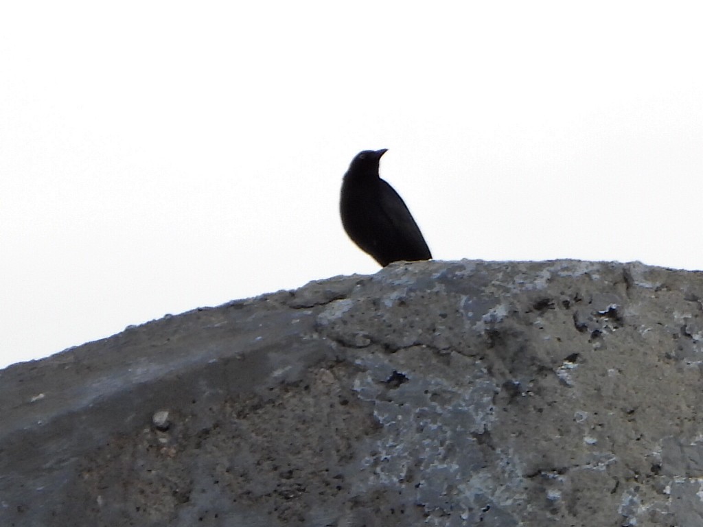 Carib Grackle - ML638732992