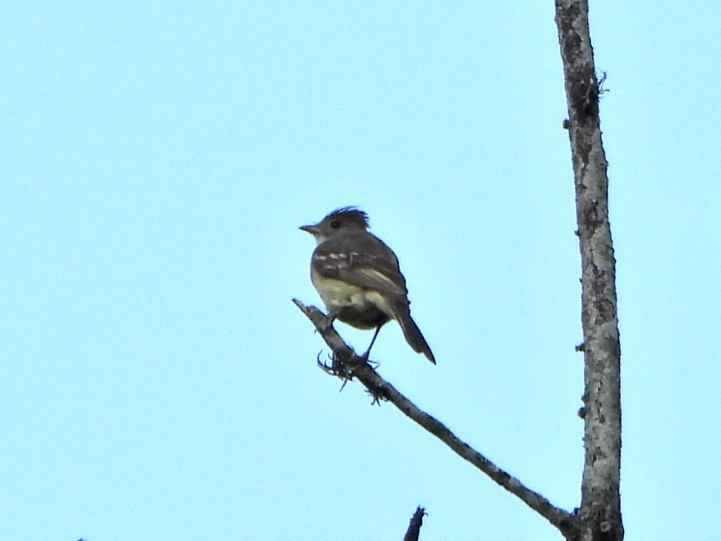 Yellow-bellied Elaenia - ML638732995
