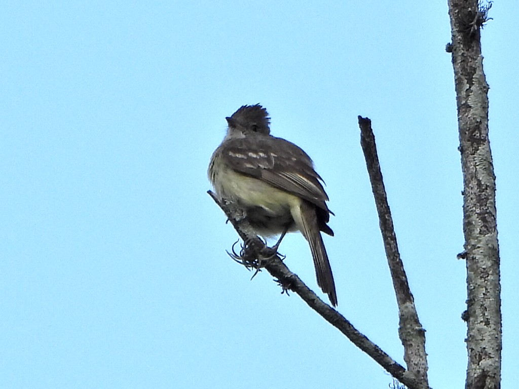 Yellow-bellied Elaenia - ML638732996