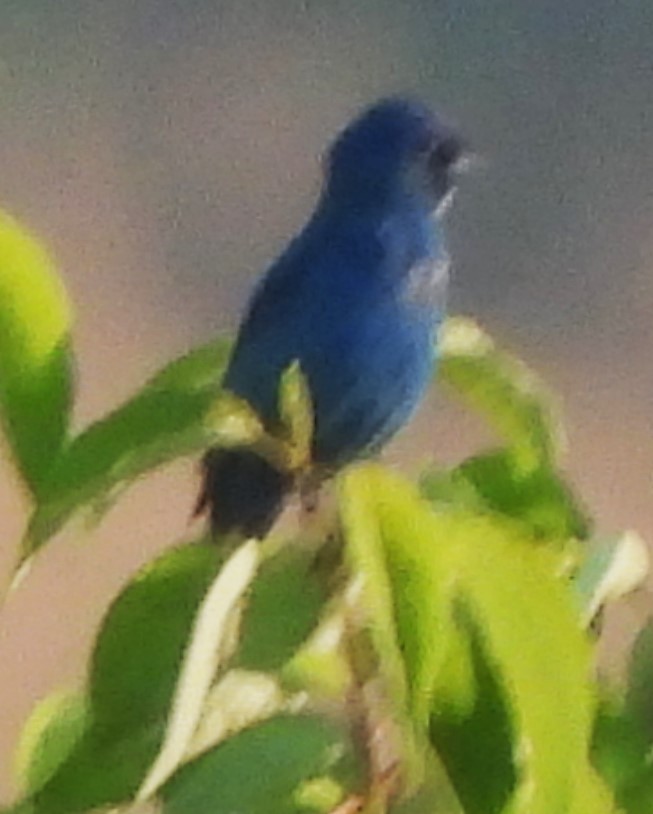 Indigo Bunting - ML638732998