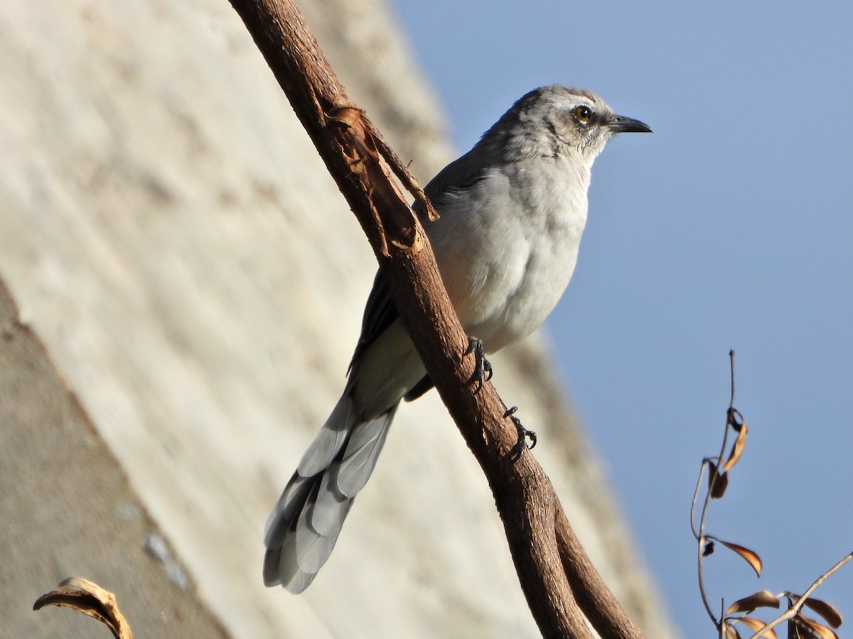 Tropical Mockingbird - ML638732999