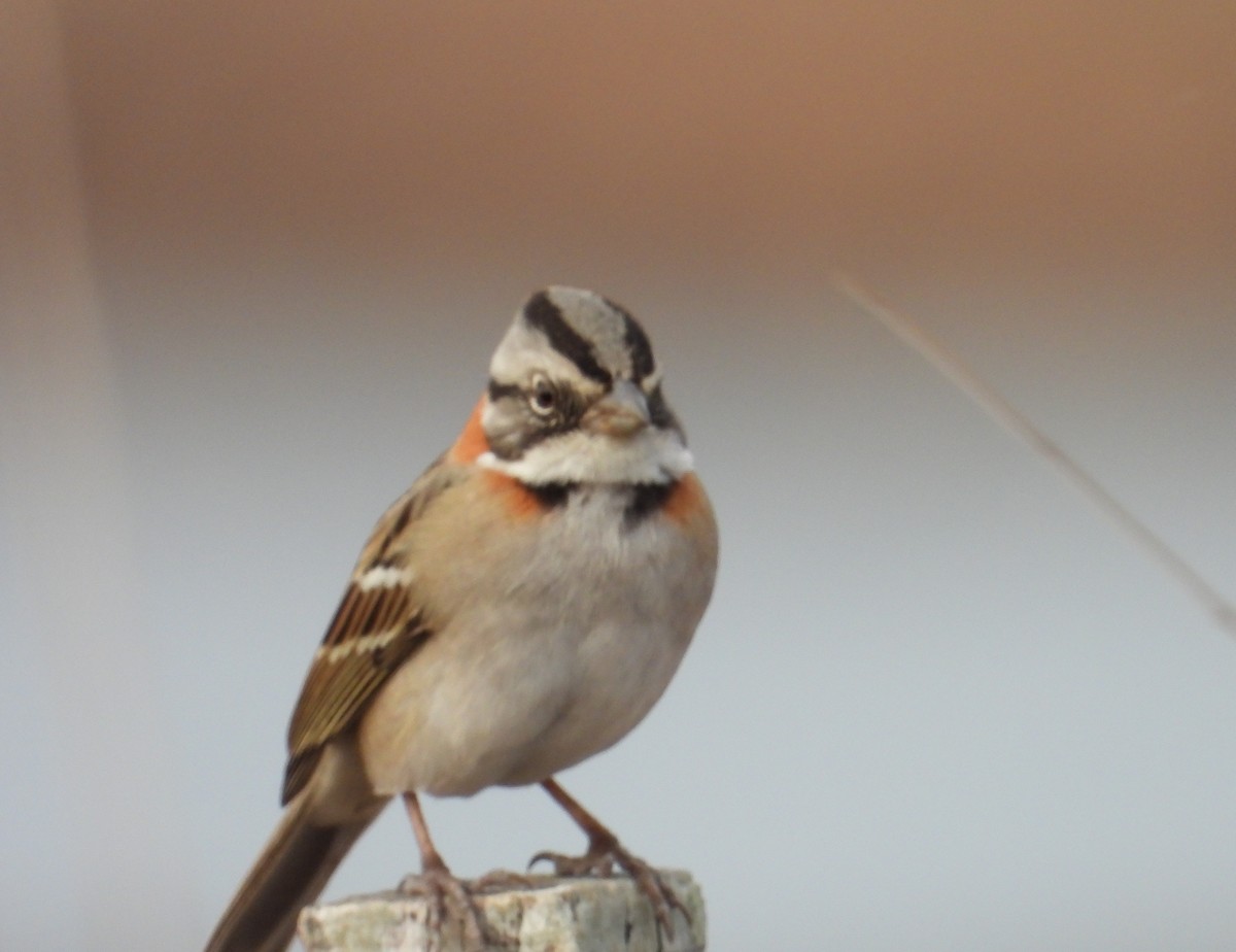 Rufous-collared Sparrow - ML638733008
