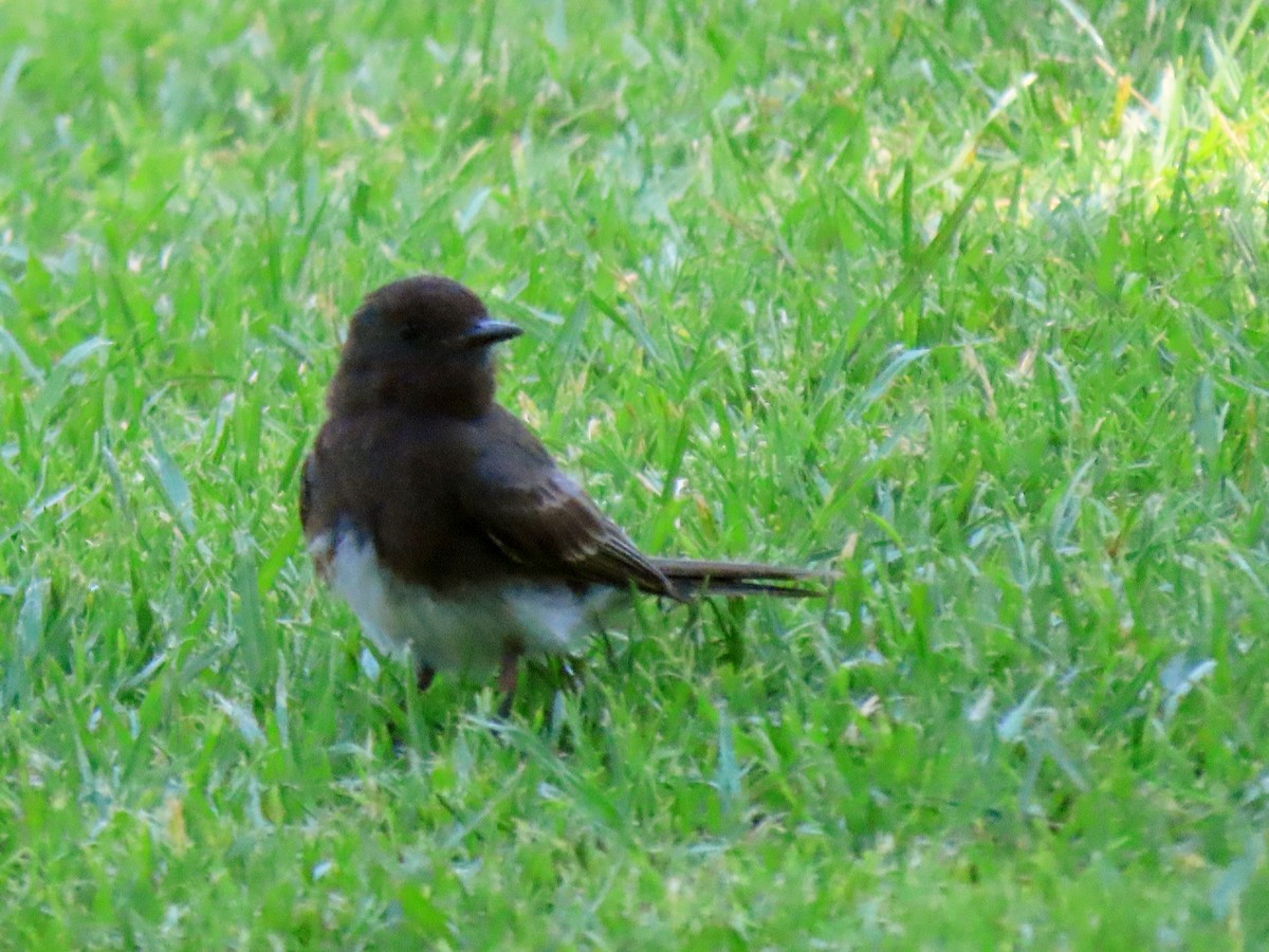 Black Phoebe - ML638733013