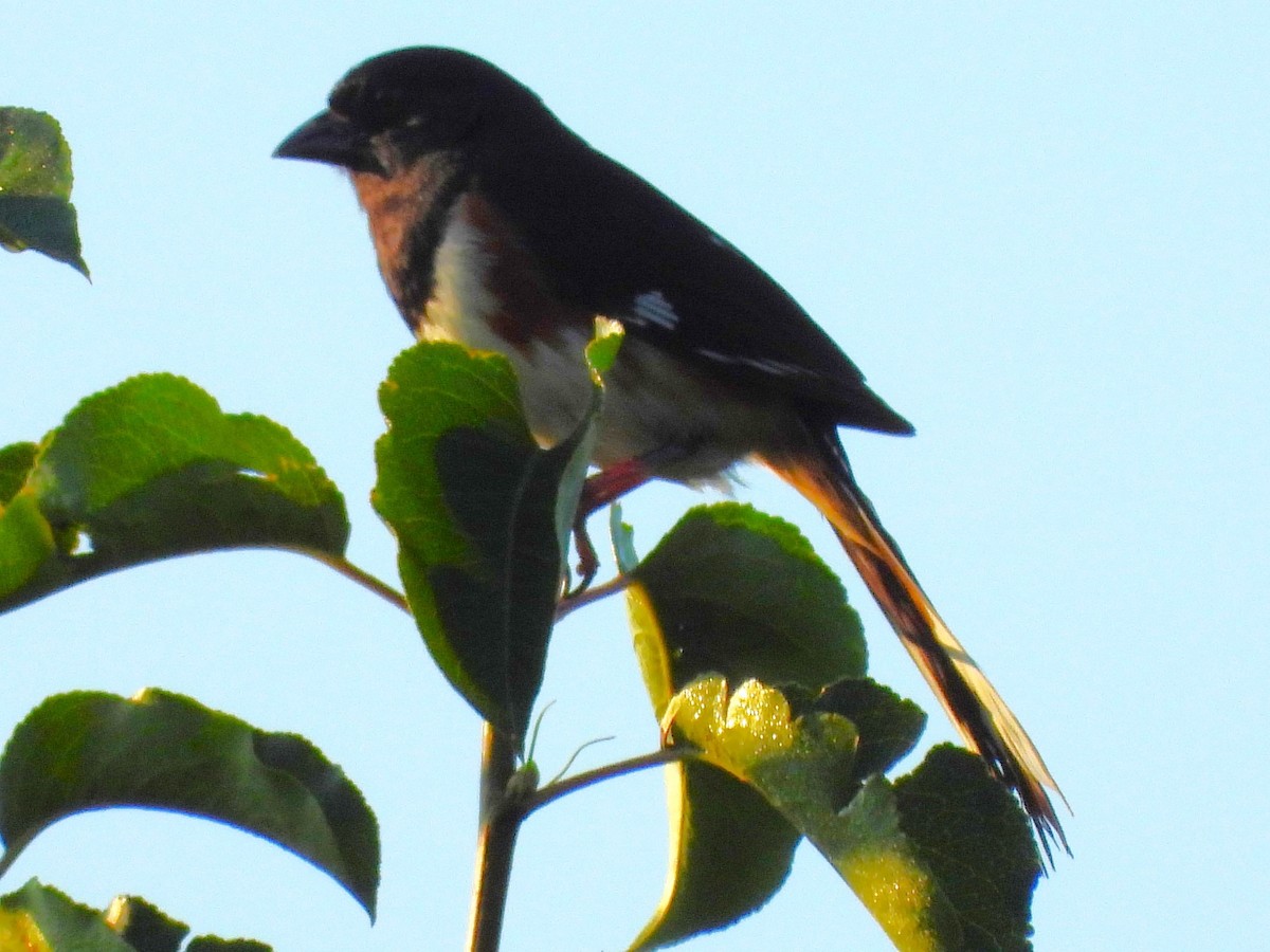 Eastern Towhee (Red-eyed) - ML638733030