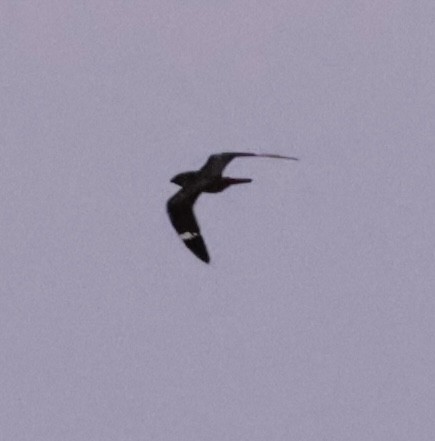 Antillean Nighthawk - ML638733037