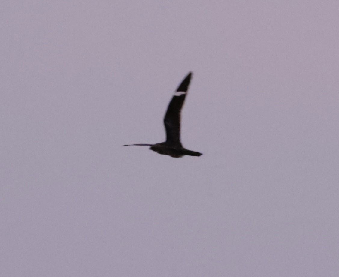 Antillean Nighthawk - ML638733038