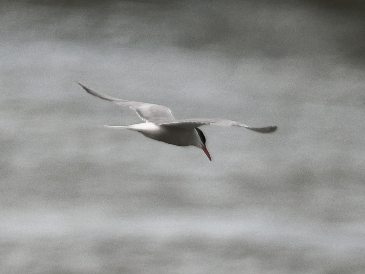 makrellterne (hirundo/tibetana) - ML638733043