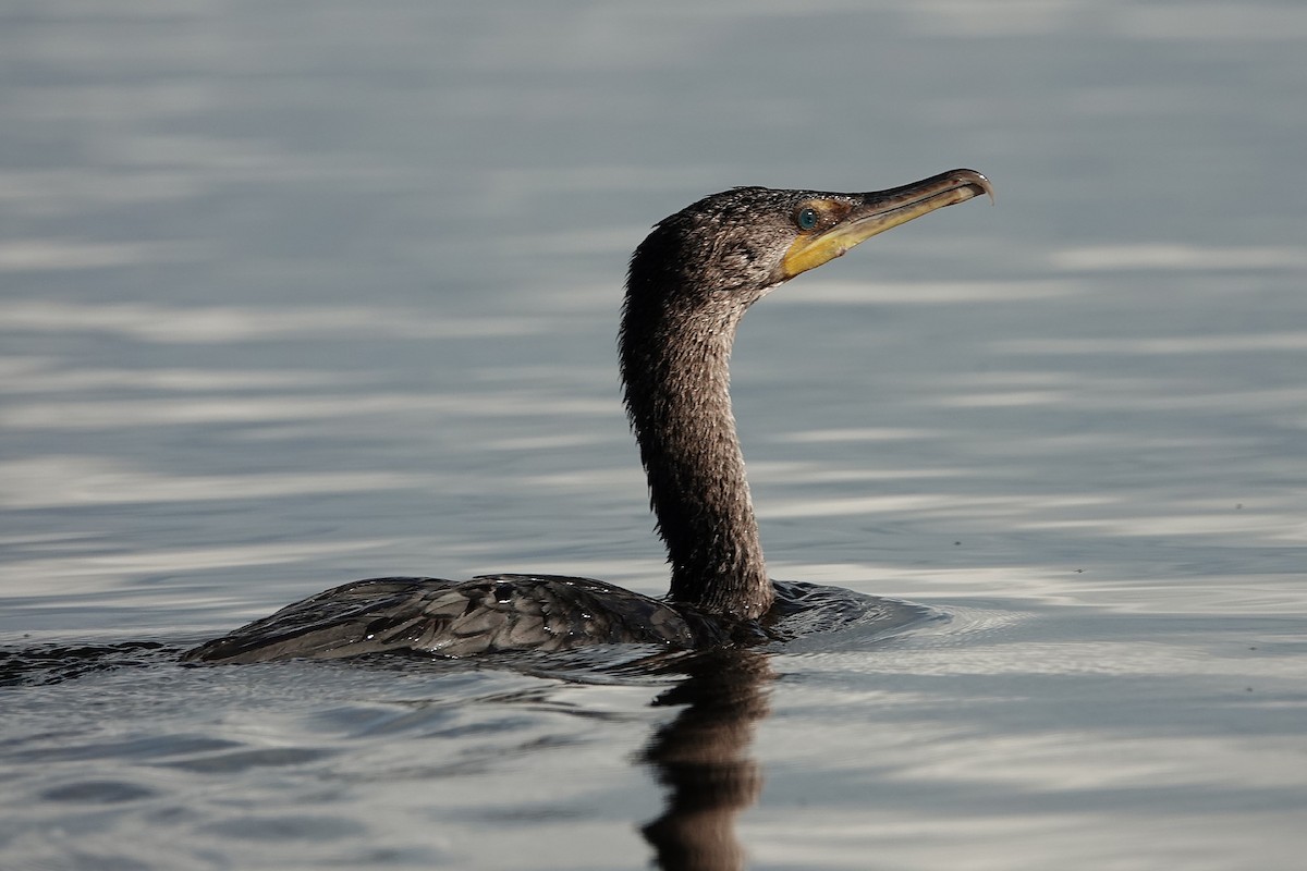 Cormoran à aigrettes - ML638733054