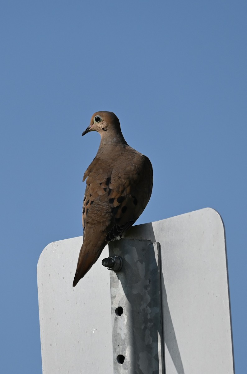 Mourning Dove - ML638733055