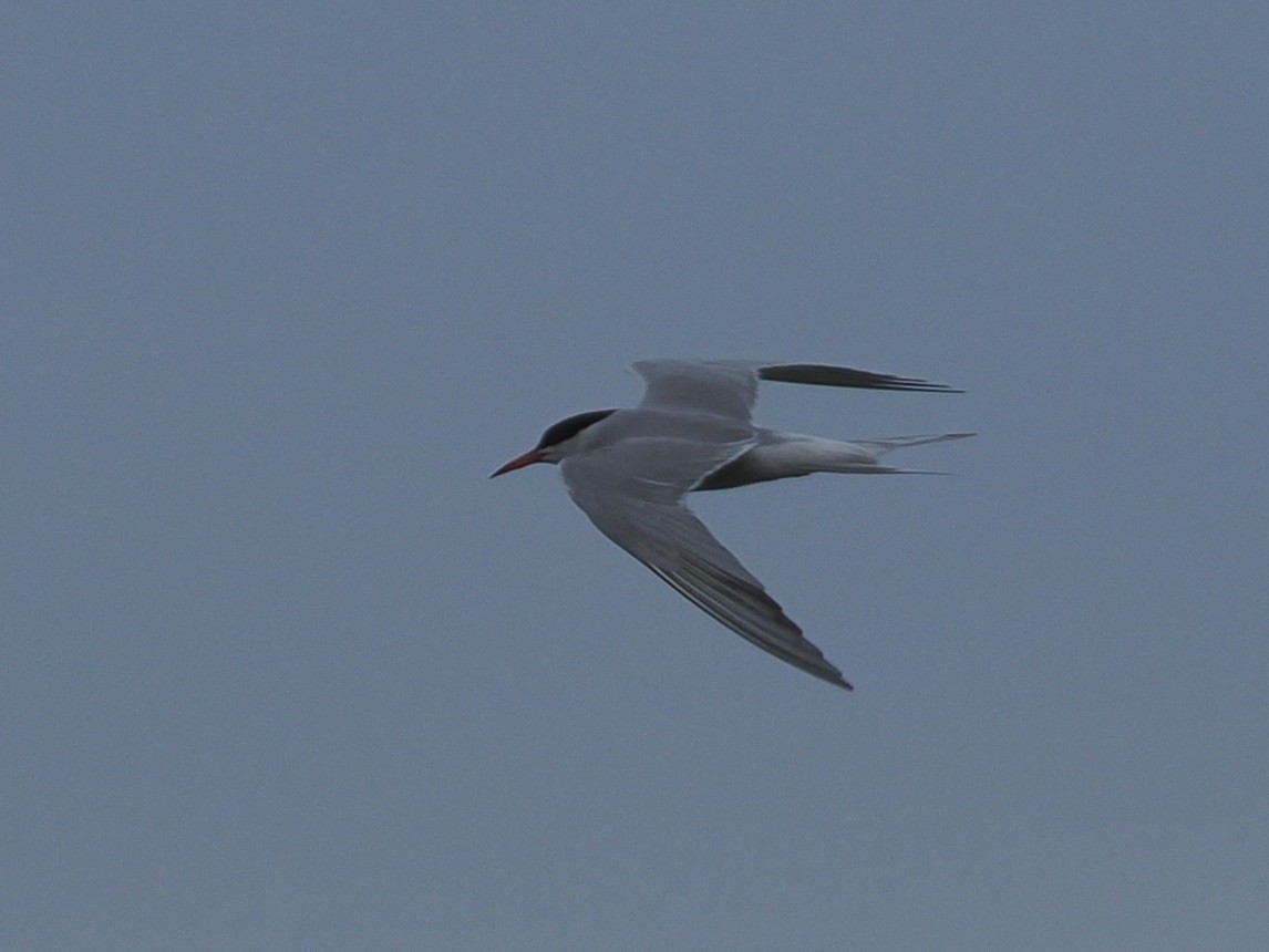 makrellterne (hirundo/tibetana) - ML638733070