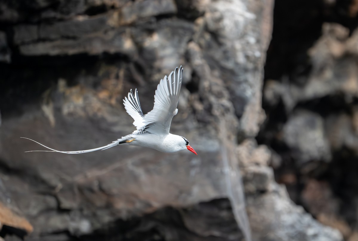 Red-billed Tropicbird - ML638733081