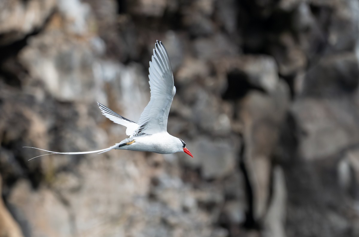 Red-billed Tropicbird - ML638733082