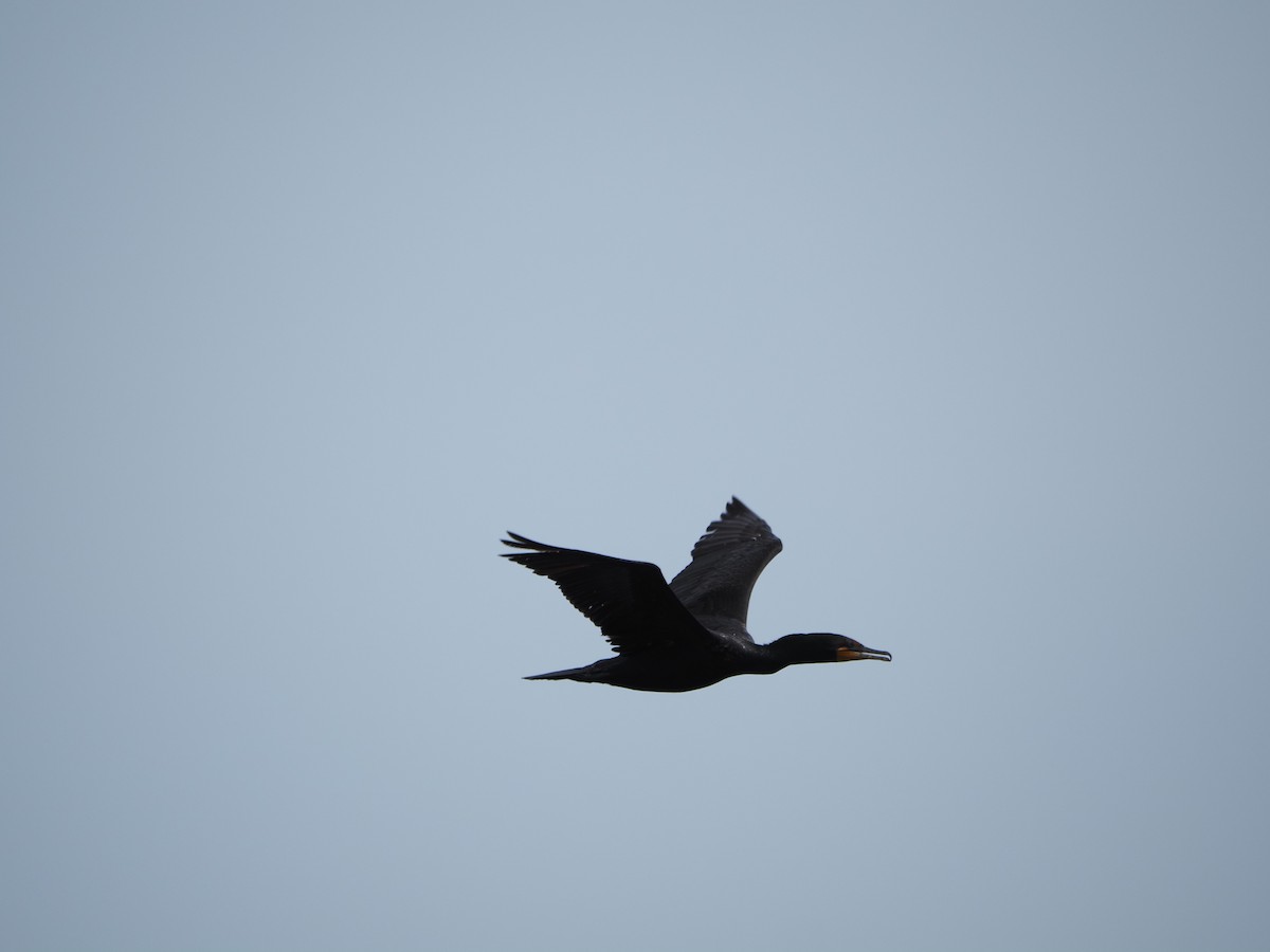 Cormoran à aigrettes - ML638733099