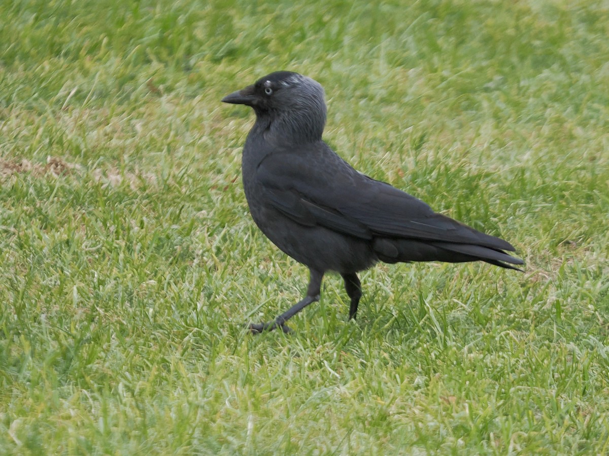 Eurasian Jackdaw - ML638733102