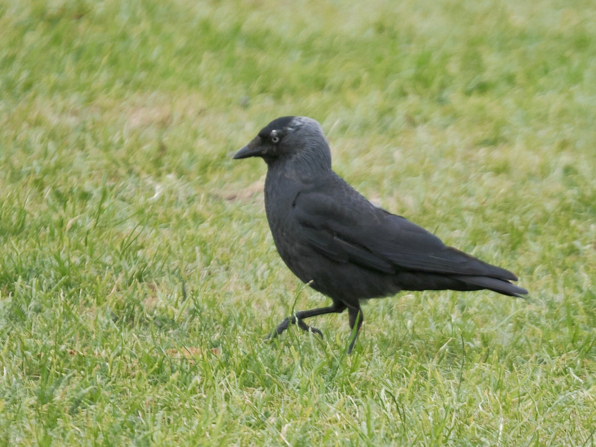 Eurasian Jackdaw - ML638733108