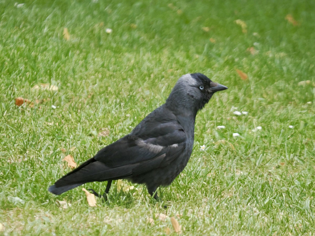 Eurasian Jackdaw - ML638733119