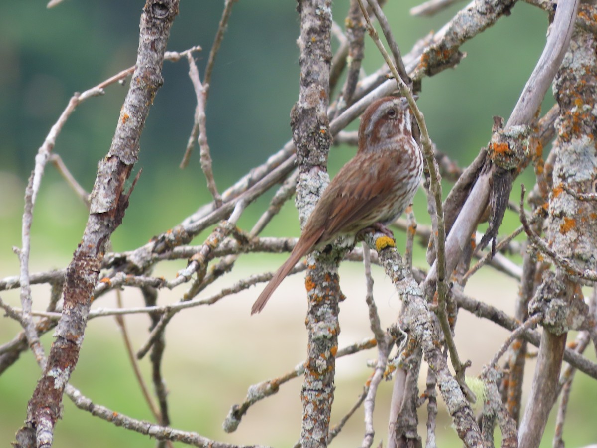 Song Sparrow - ML638733136