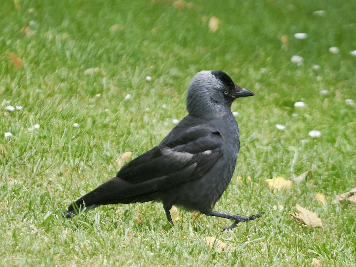 Eurasian Jackdaw - ML638733140