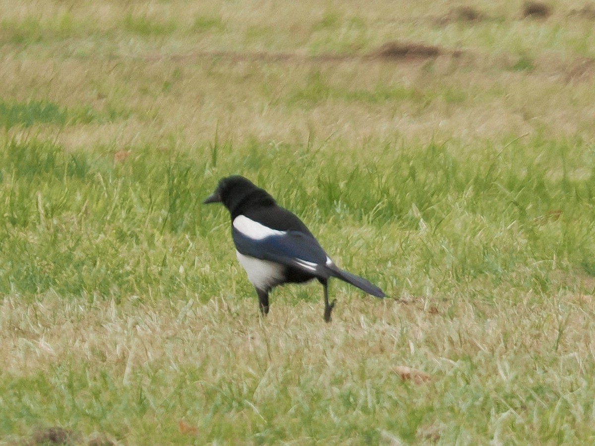 Eurasian Magpie - ML638733153