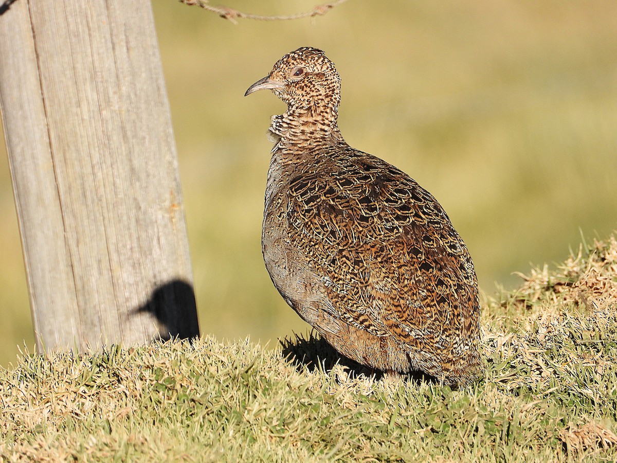Tinamou orné - ML638733159