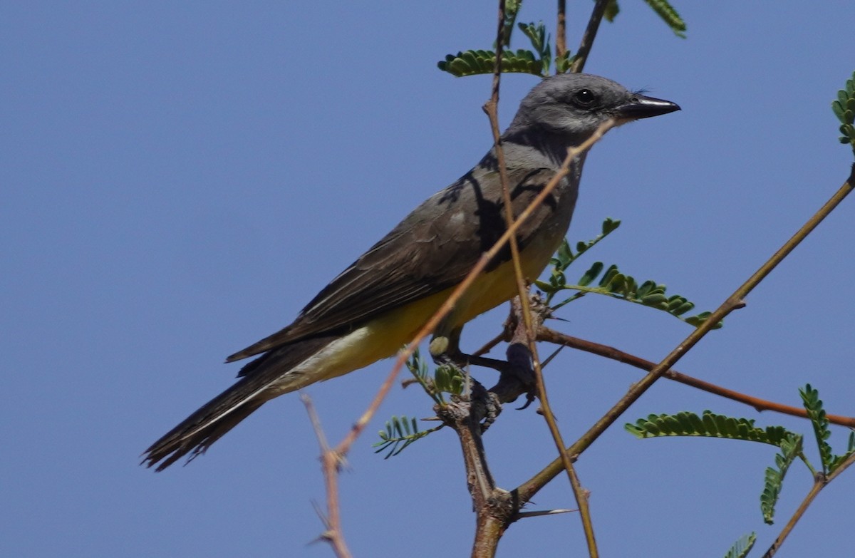 Cassinkönigstyrann - ML638733165