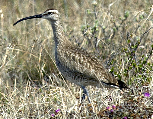 koliha hudsonská - ML638733167