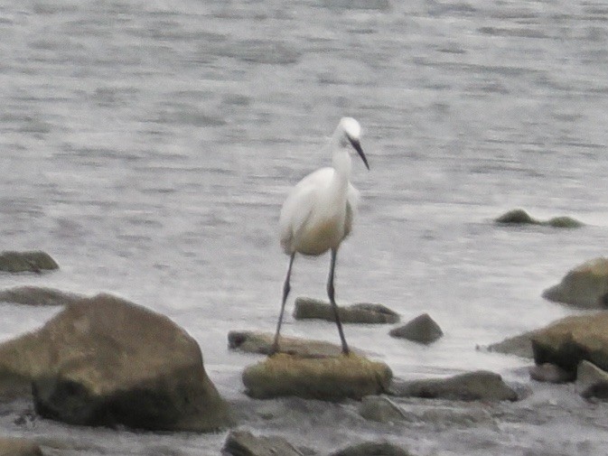 Little Egret - ML638733170