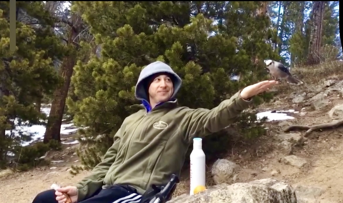 Canada Jay - ML638733184