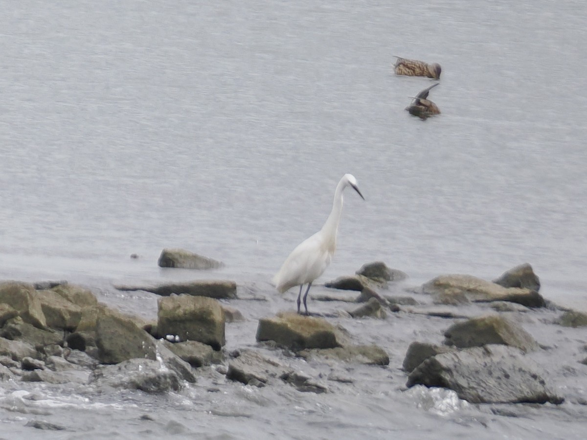 Little Egret - ML638733188