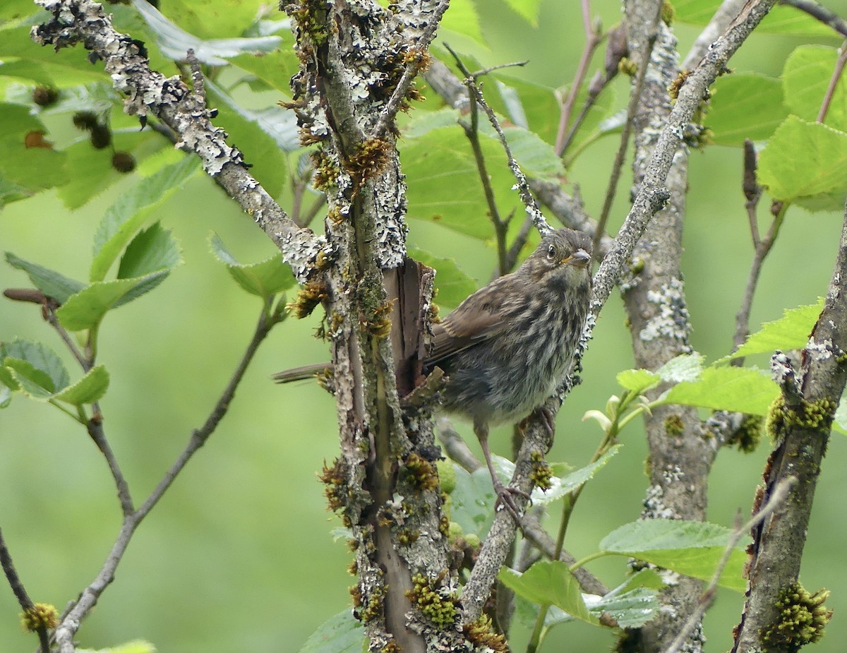 Song Sparrow - ML638733192