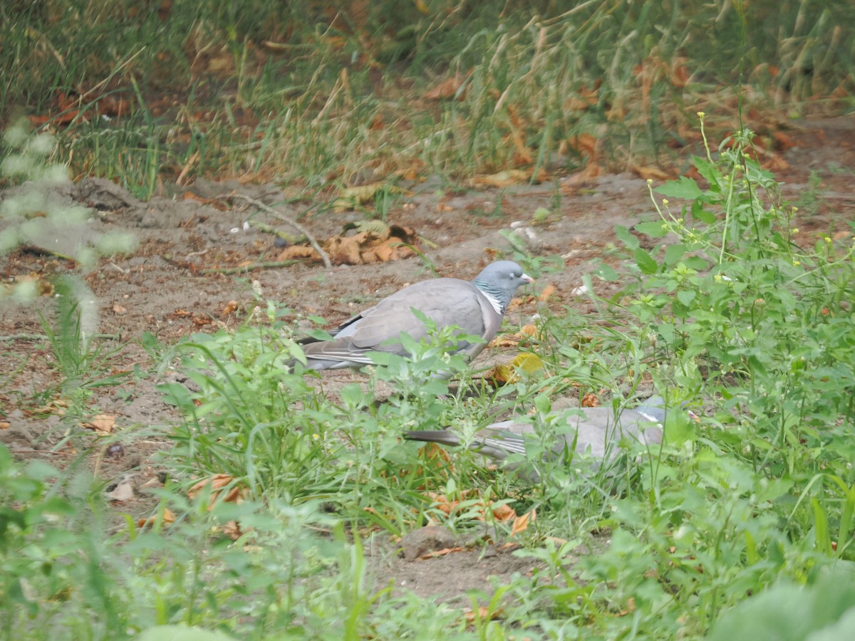 Common Wood-Pigeon - ML638733201