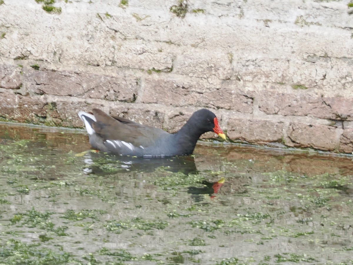 Eurasian Moorhen - ML638733215