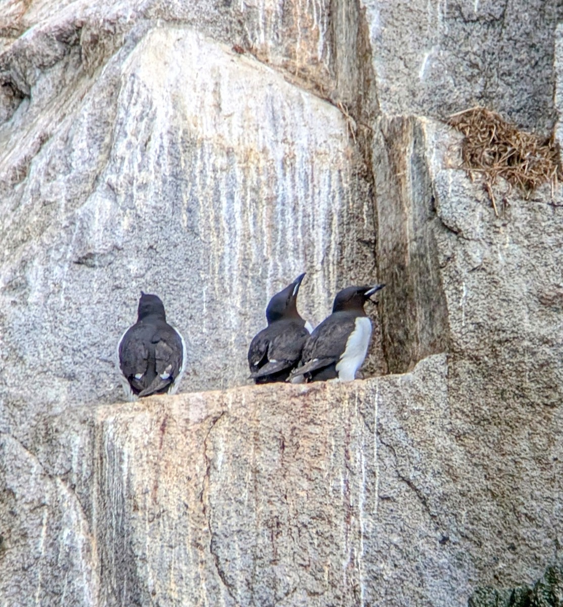Thick-billed Murre - ML638733222