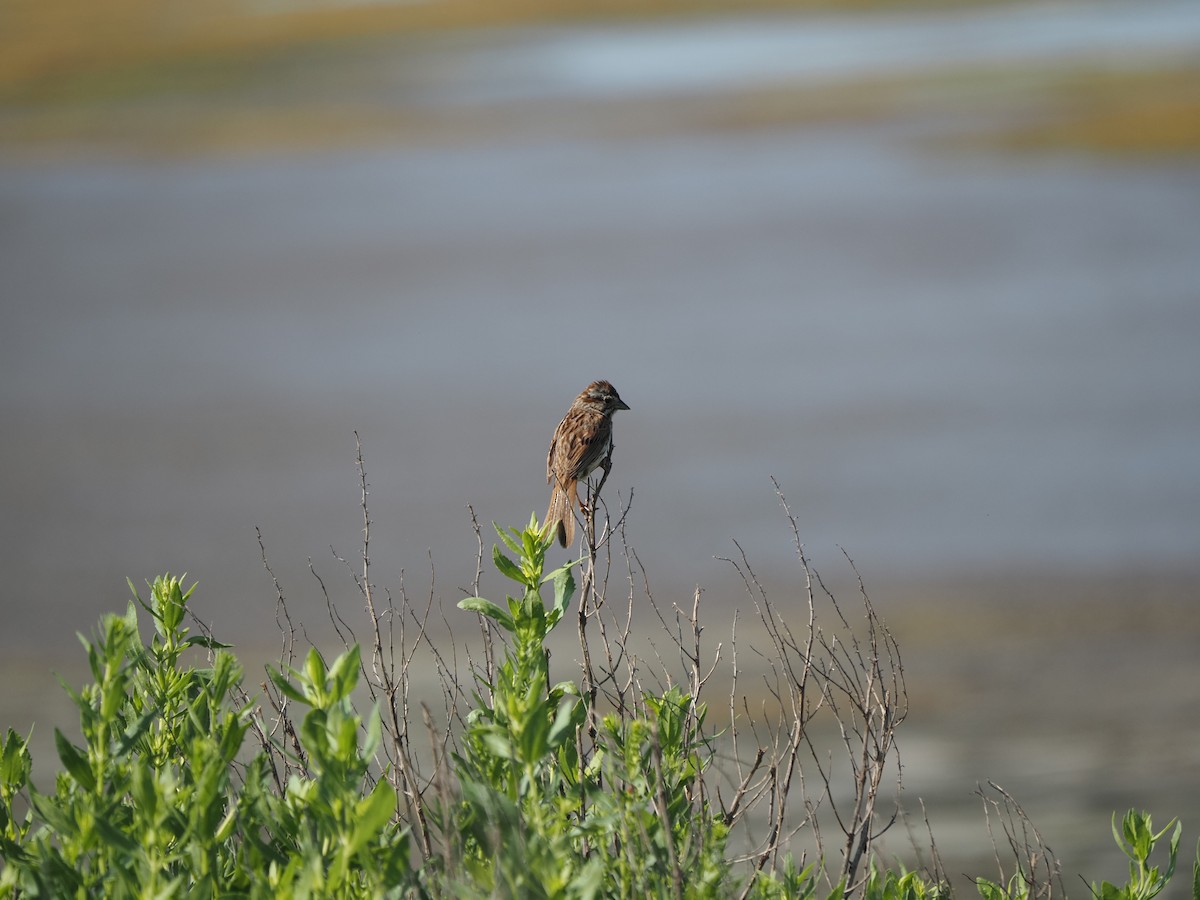 Song Sparrow - ML638733236