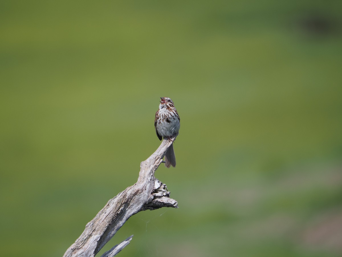 Song Sparrow - ML638733237