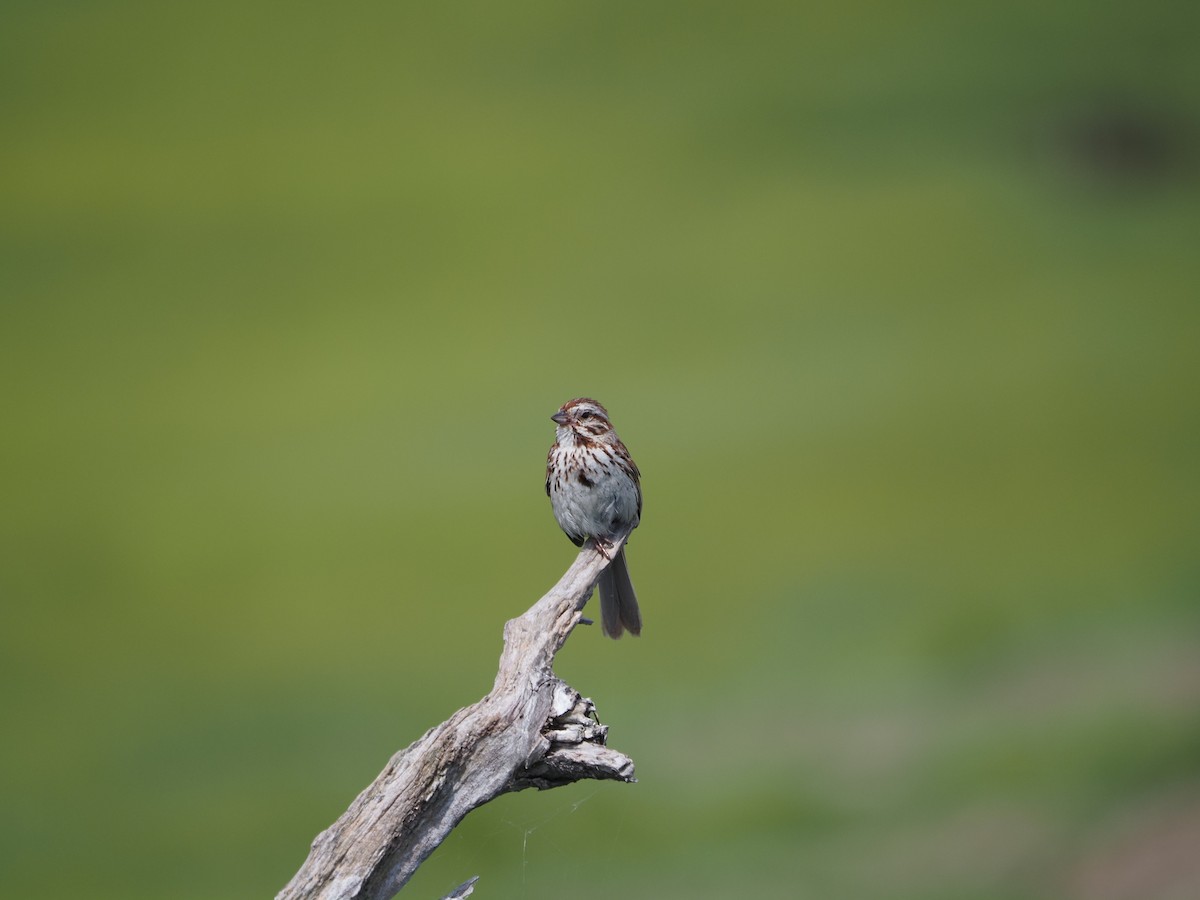 Song Sparrow - ML638733238
