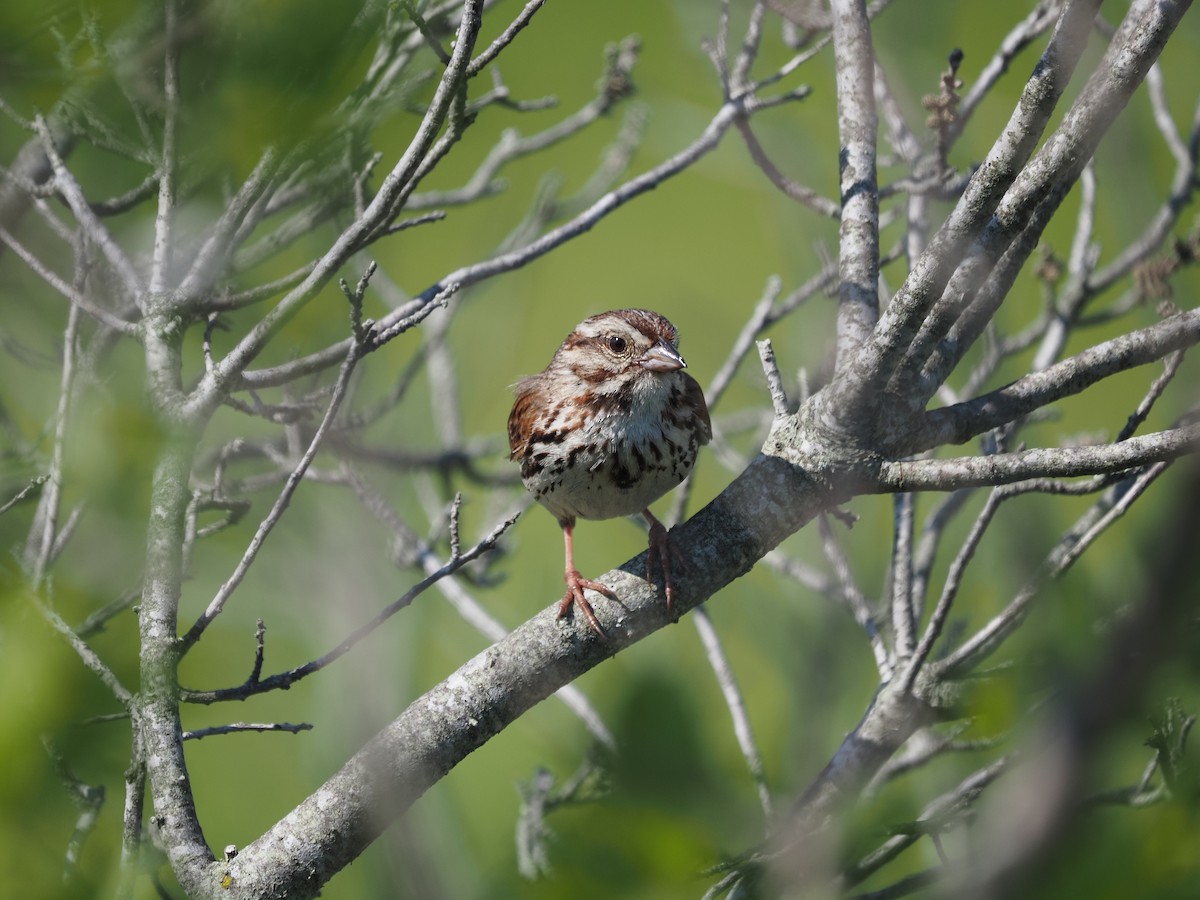 Song Sparrow - ML638733239