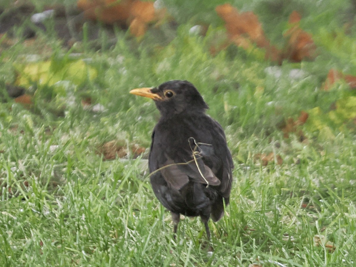 Eurasian Blackbird - ML638733240