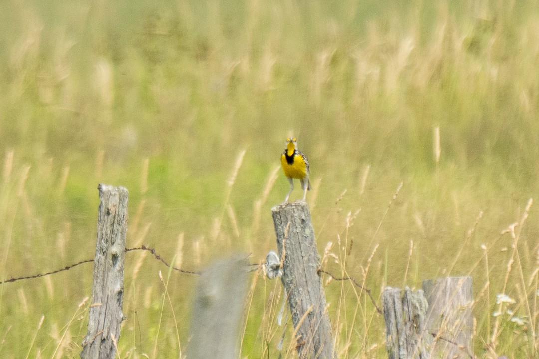 Eastern Meadowlark - ML638733241