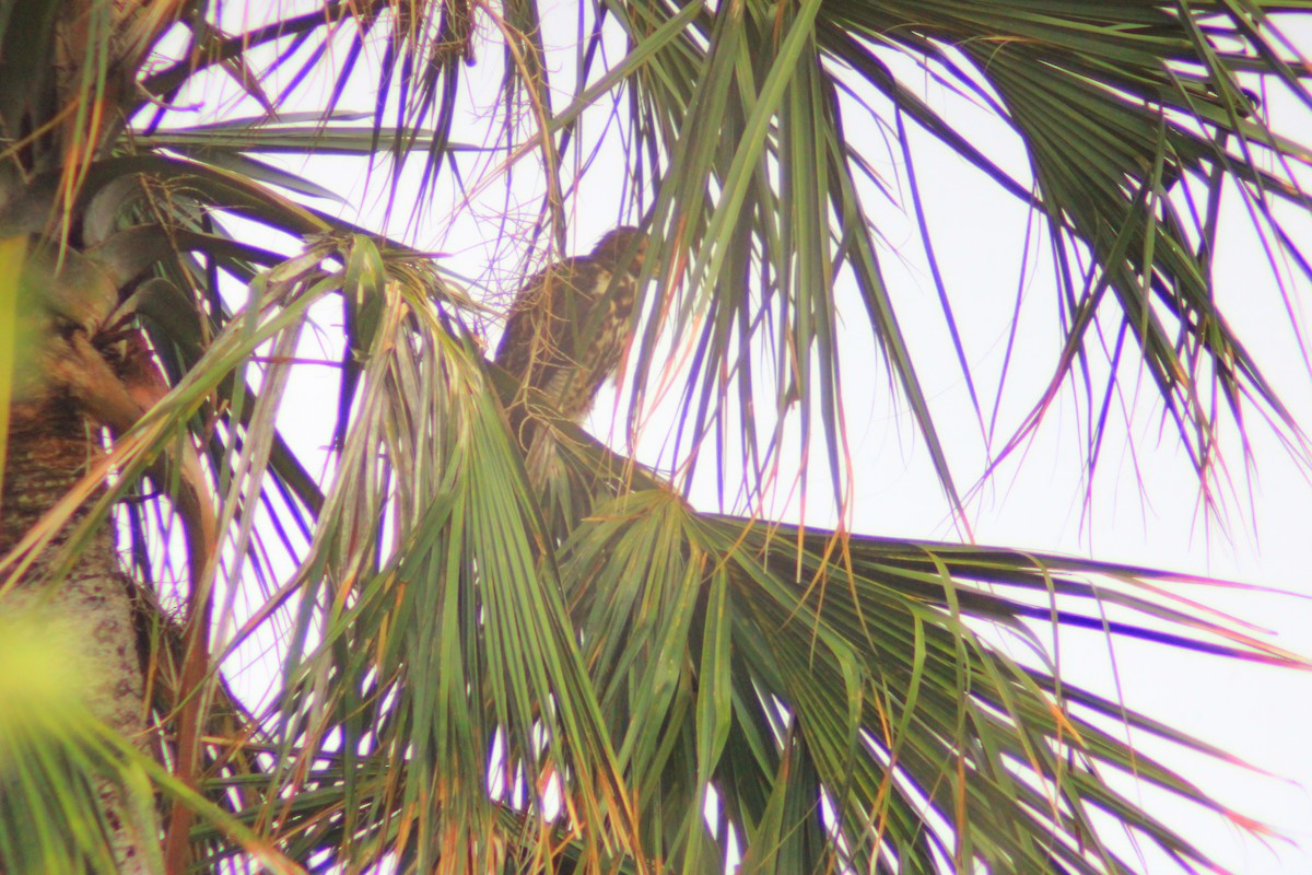 Gray Hawk - ML638733274