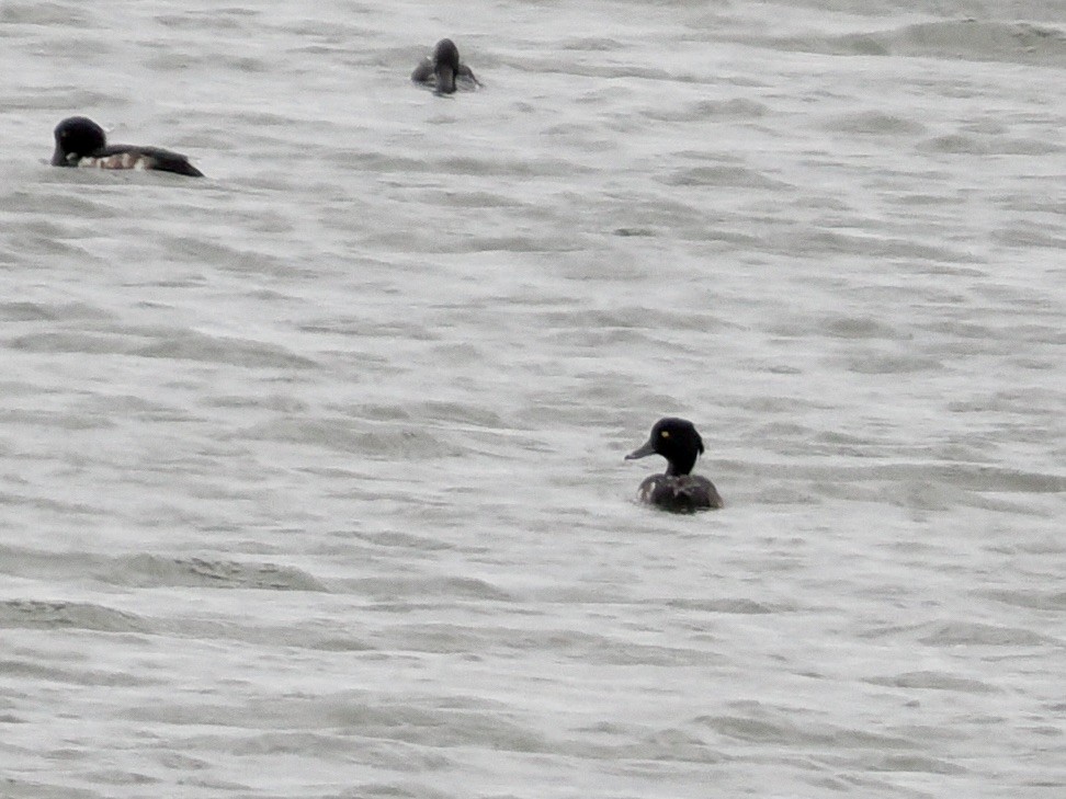 Tufted Duck - ML638733278