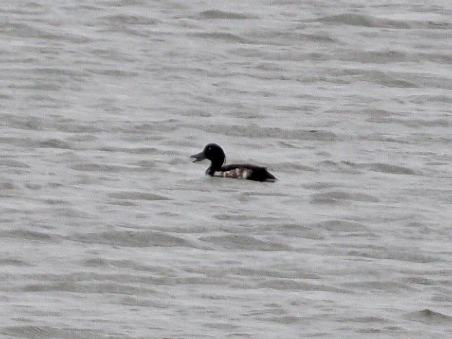 Tufted Duck - ML638733279