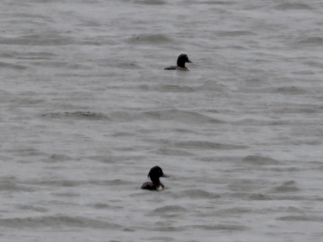 Tufted Duck - ML638733280